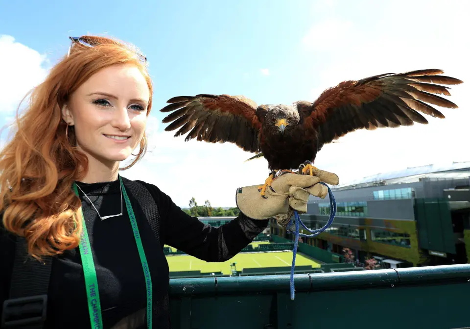 amazing facts about wimbledon